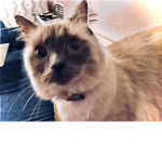 Cringey cat