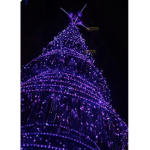 The purple ########
