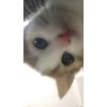 Pixel patata