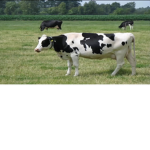 Support cows