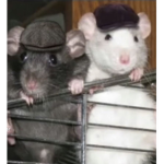 The Rats closet