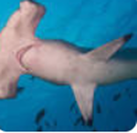 we love sharks so much