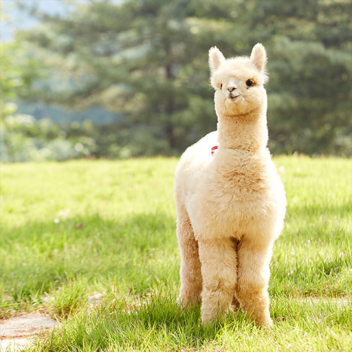 초보들을 위한타워(미완성)