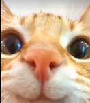 Kitty Fam for ever