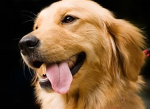 Crazy gold dogs