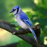 TheBlueJayMaster Fan Group