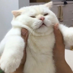 goof babi