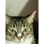 Church of the Fat Cat
