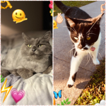 Meow your way out
