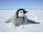 penguin squaddddd