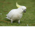 cockatoo fan