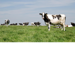 The Epic Farm XD