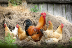 chickens in the road