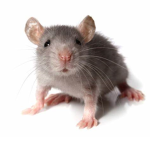 Mouse and rat group