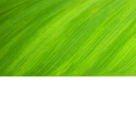 The Green Legion.