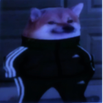 Doges doges cool doges
