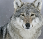 Wolves fans club