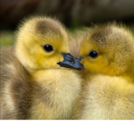 +~*The Beautiful Ducks*~+