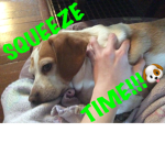Wanna Squeeze My Doge?!? (Official Squeeze Group)