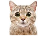 Kitty Gamers Fan Group!