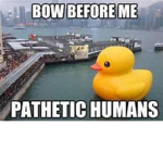 The Duckz Group