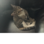 Kitty the best cat