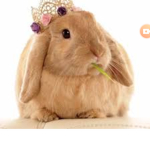 Bunny. love Squad
