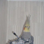The MLG NBC's!