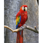Macaw Squad