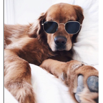 Puppy chill group