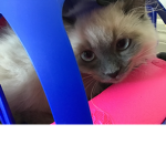 Blue Kitty cat club