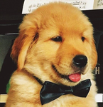 *’LilPuppie’*