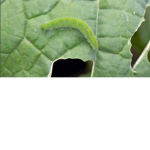 Green Worm Squad