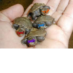 Tiny Turtles