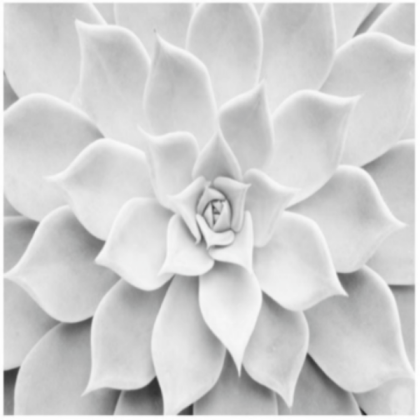 [BLACK&WHITE] White Succulent Roblox decal