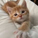kitty cafe!!!