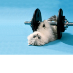 Kitten Sports Squad!