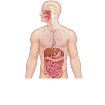 THE DIGESTIVE SYSTEM!