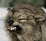 Star Clan Warrior Wolves