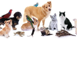🐾 Pets Central 🐾