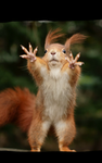 squirrel republic games