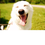 TheL8terDogs