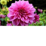 Dahlia Restaurant