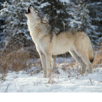 Wolfs_United! :)