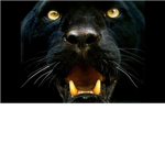 The Army Of The Black Panther's