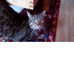 Wilbur Cat
