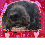 Standard Poodle Squad!