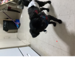 Do you love dog