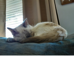 Kitten is a kitten so its a kitten