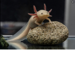 Axolotl Safety friends